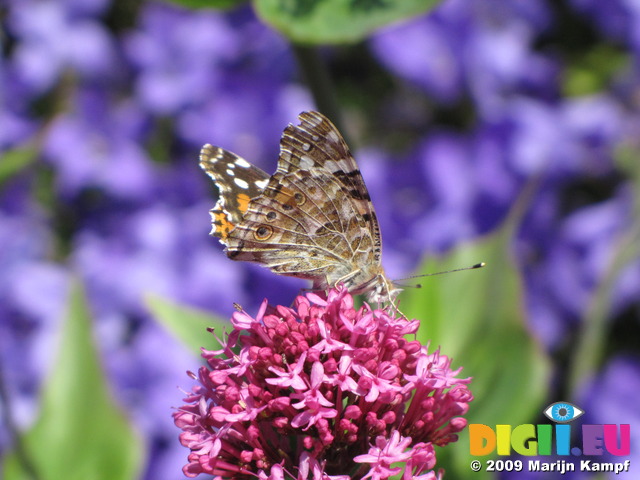 SX06471 Painted lady butterfly (Cynthia cardui) on pink flower Red Valerian (Centranthus ruber)